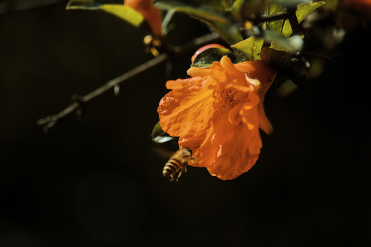 石榴花与蜜蜂