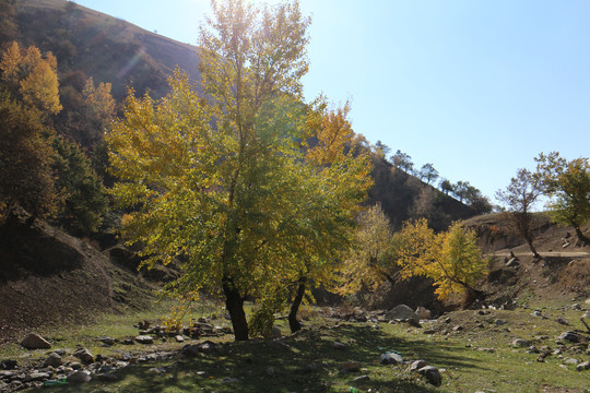 山谷胡杨林