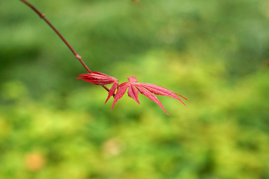 秋天红叶