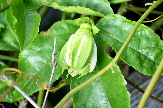 百香果花苞