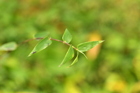 小草