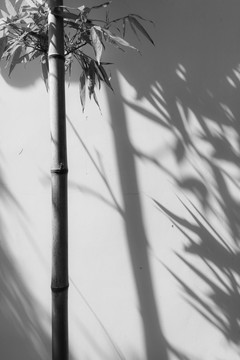 竹子和影子