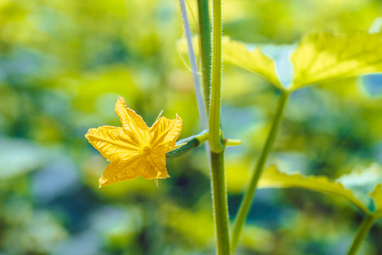 黄瓜花