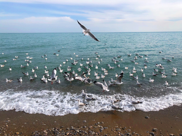 青海湖海鸥