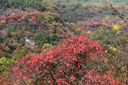 山东枣庄抱犊崮国家森林公园