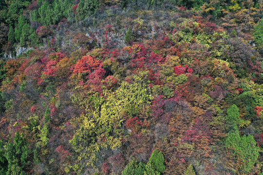 山东枣庄抱犊崮国家森林公园