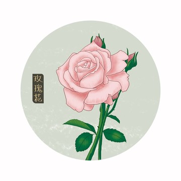 玫瑰花插画手绘玫瑰花