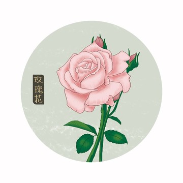 玫瑰花插畫(huà)手繪玫瑰花