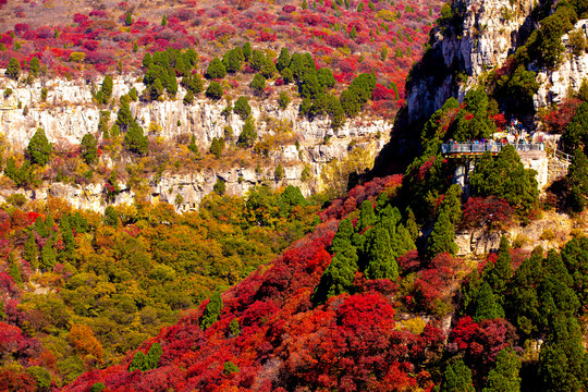 万山红遍