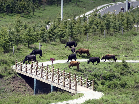 草原牧场