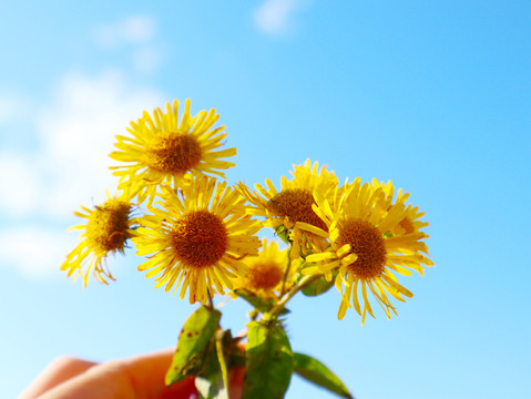 小黄花