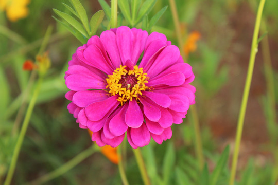 盛开的紫色百日菊