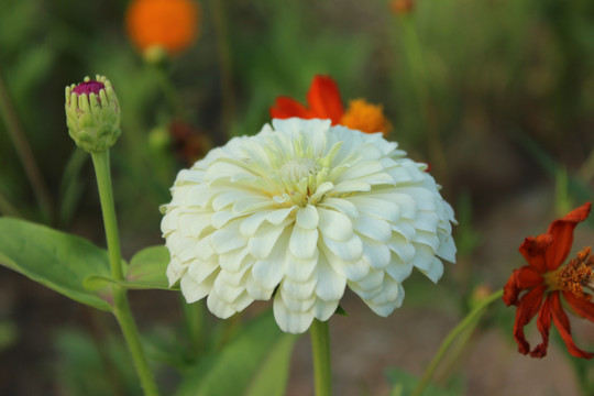 盛开的白色百日菊