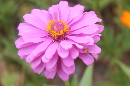 盛开的粉色百日菊
