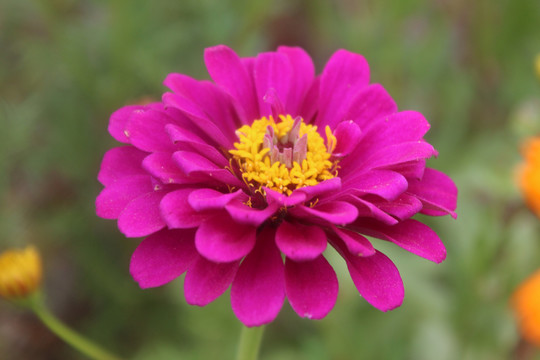 盛开的紫色百日菊
