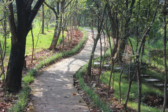 山间林荫小路