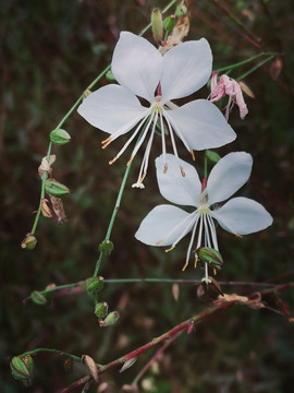 山桃草花