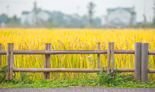 稻田