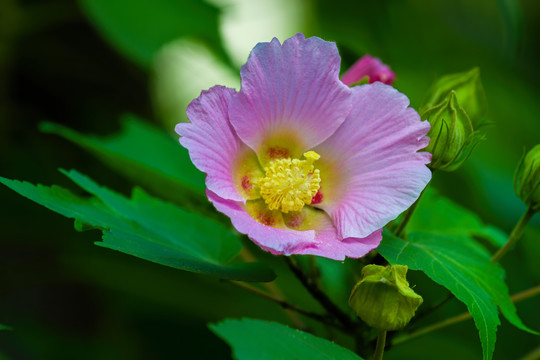 盛开的芙蓉花