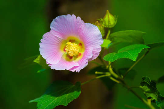 盛开的芙蓉花