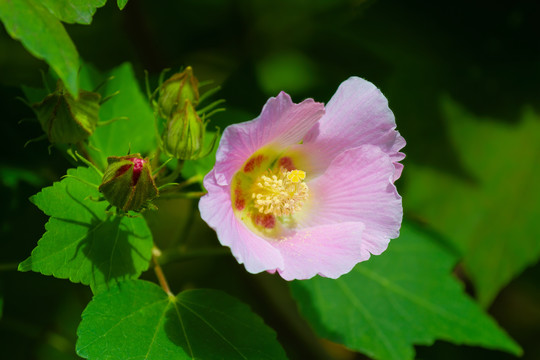 盛开的芙蓉花