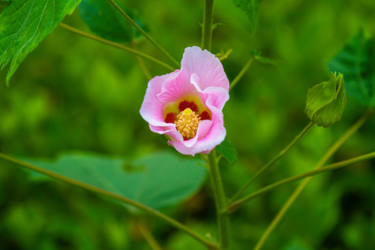 盛开的芙蓉花