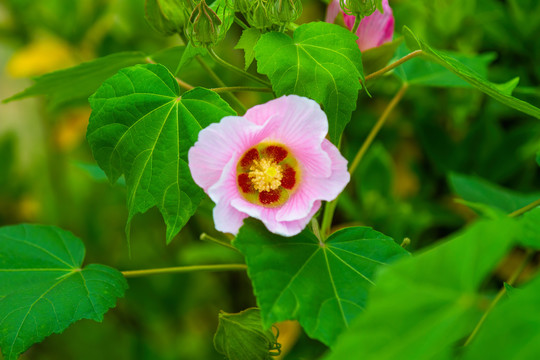 盛开的芙蓉花