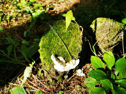 保护森林植被树桩