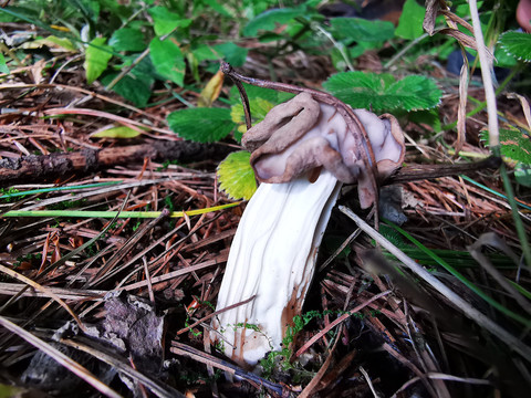 野生菌蘑菇