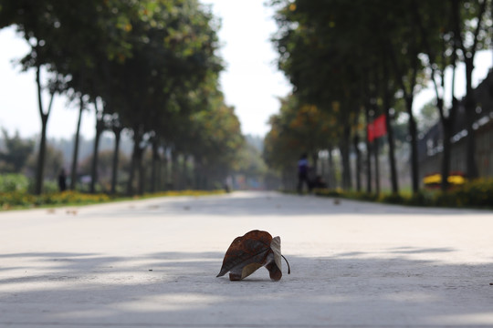 自然风光公园小路