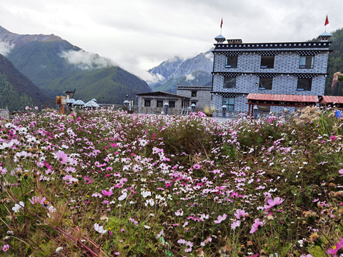 格桑花