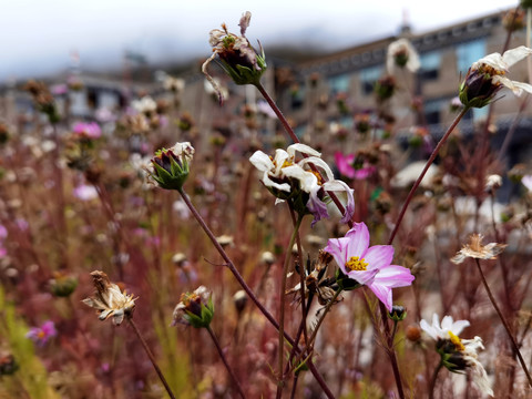 格桑花