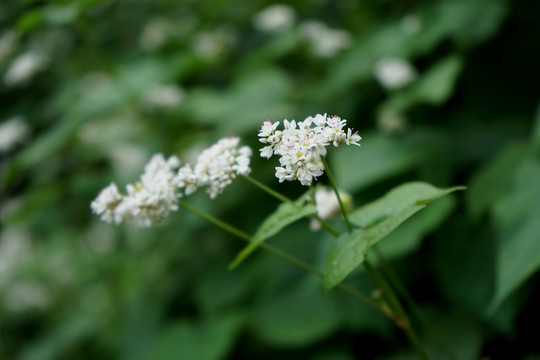 荞麦田