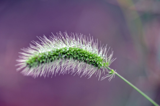 狗尾草