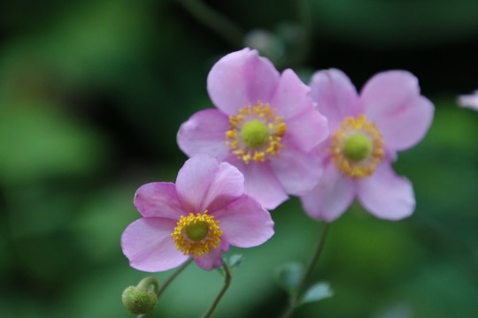 野棉花