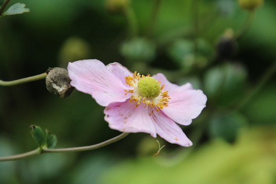 野棉花