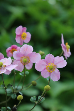 野棉花