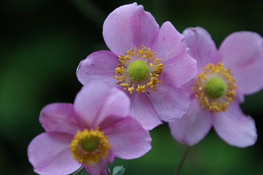 野棉花