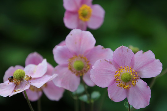 野棉花