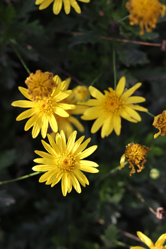 野菊花