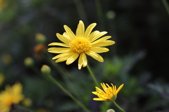 野菊花