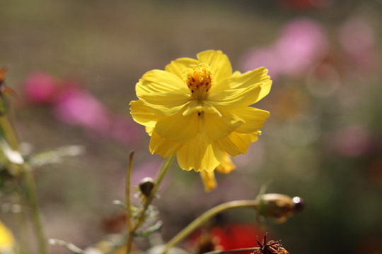 百日菊