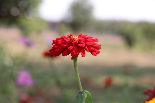 百日菊