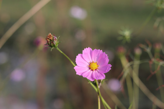 波斯菊