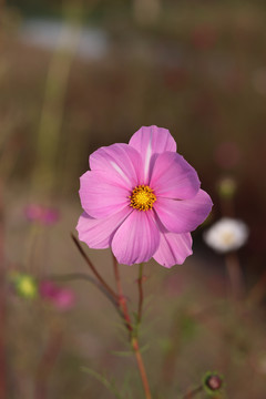 波斯菊