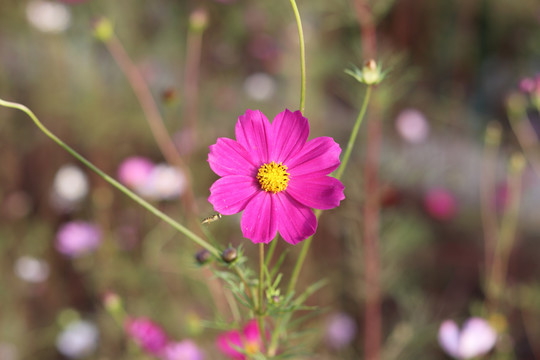 波斯菊