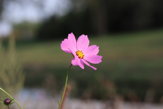 波斯菊