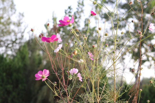 波斯菊