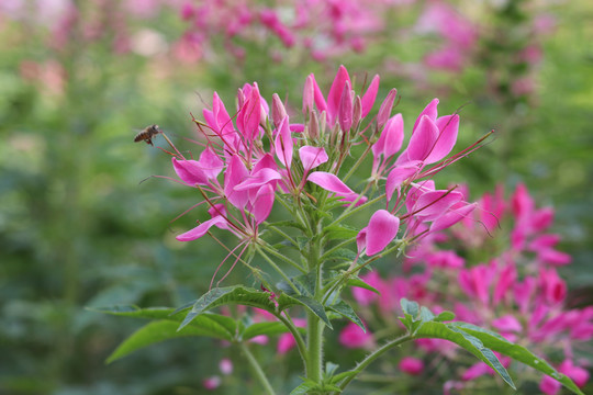 醉蝶花