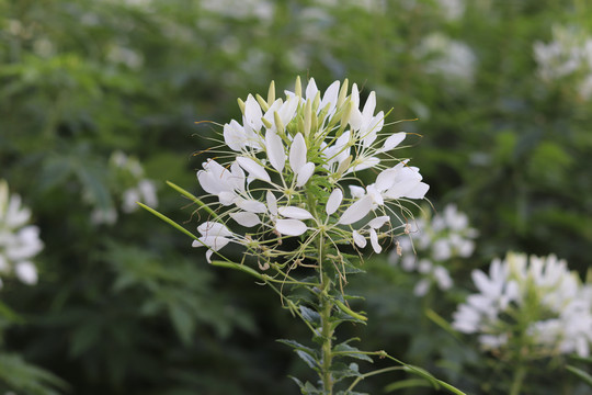 白色醉蝶花